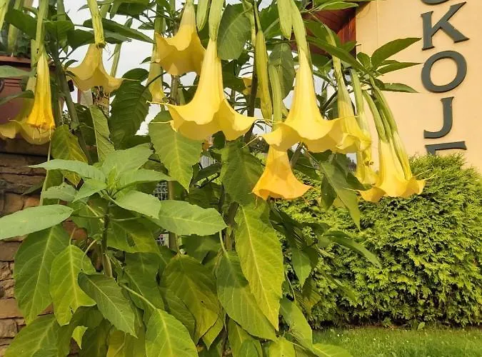 Ubytování v soukromí Kaprys